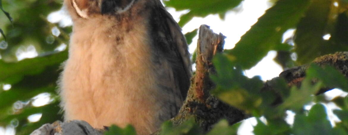 39C. RANSUIL (juv) (Asio Otus)