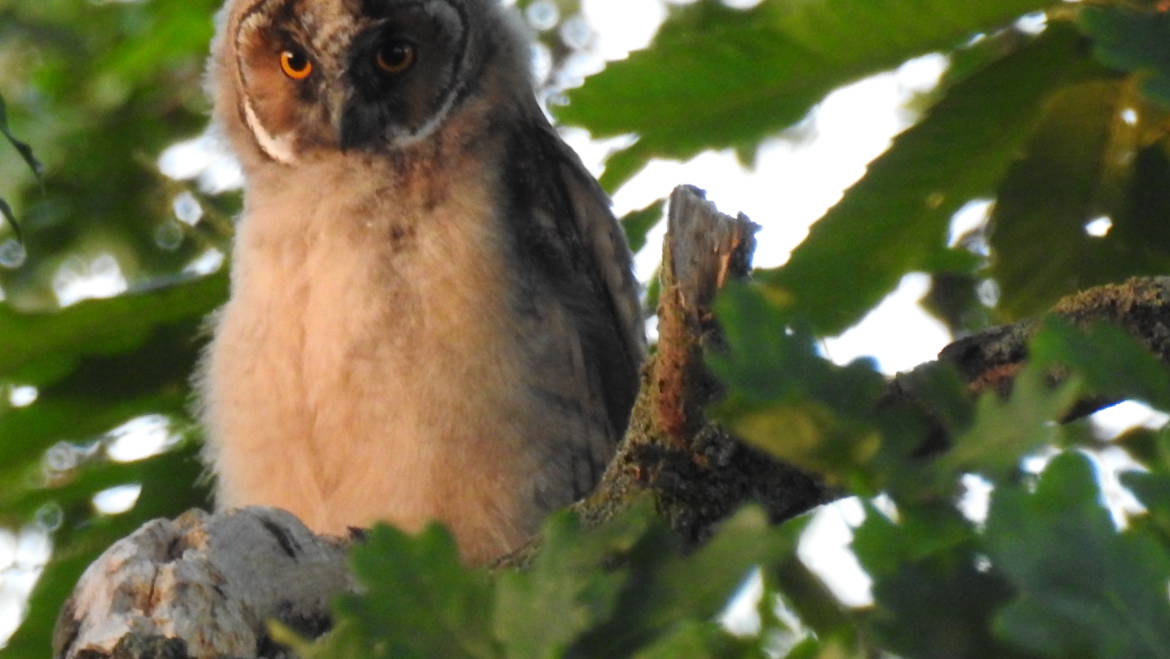 39C. RANSUIL (juv) (Asio Otus)