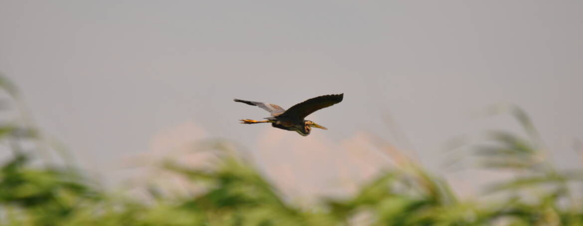75. PURPERREIGER (Ardea purpurea)