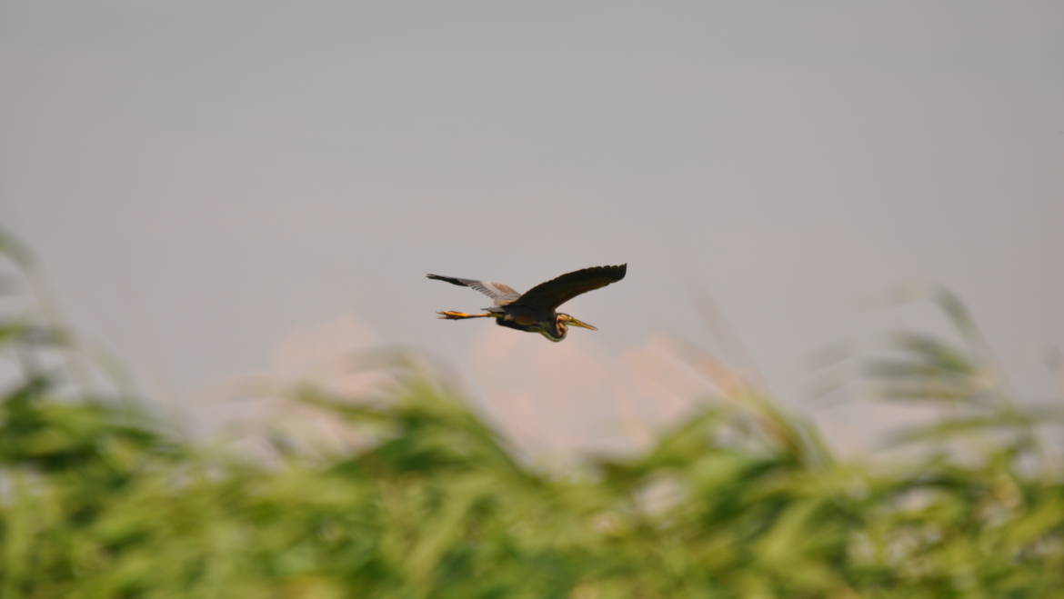 75. PURPERREIGER (Ardea purpurea)