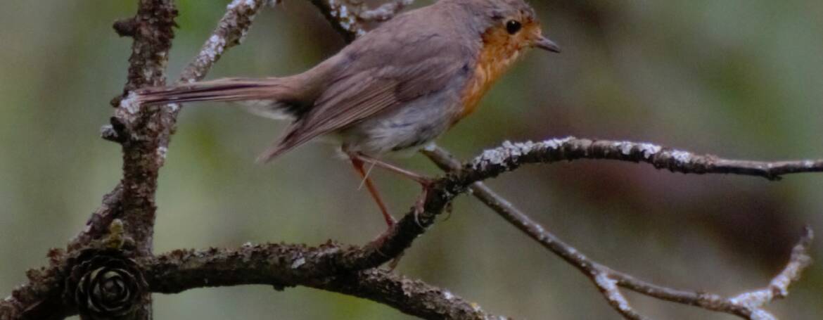 77. ROODBORST (Erithacus rubecula)