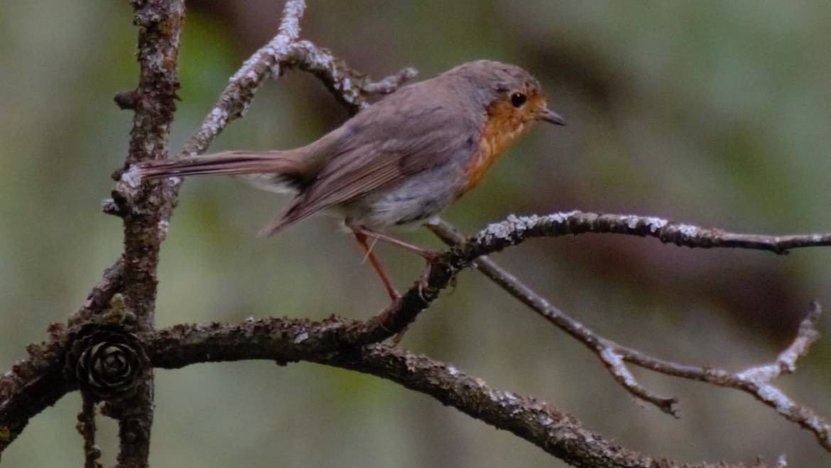 77. ROODBORST (Erithacus rubecula)