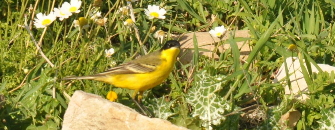 72. BALKANKWIKSTAART (Motacilla feldegg)