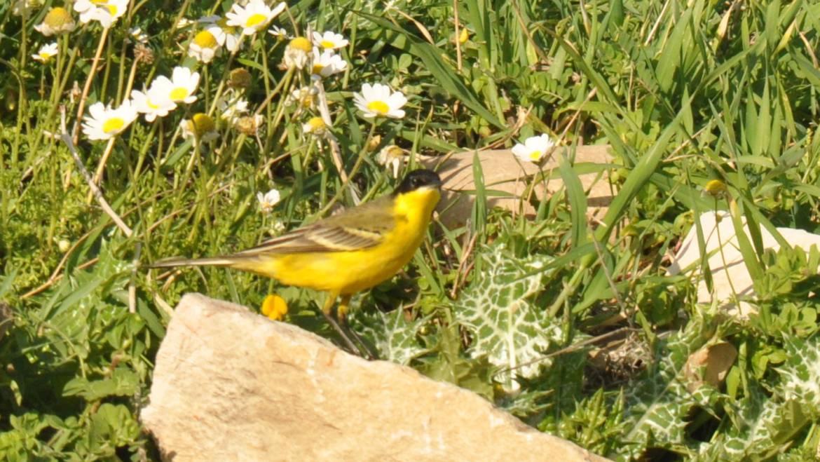 72. BALKANKWIKSTAART (Motacilla feldegg)