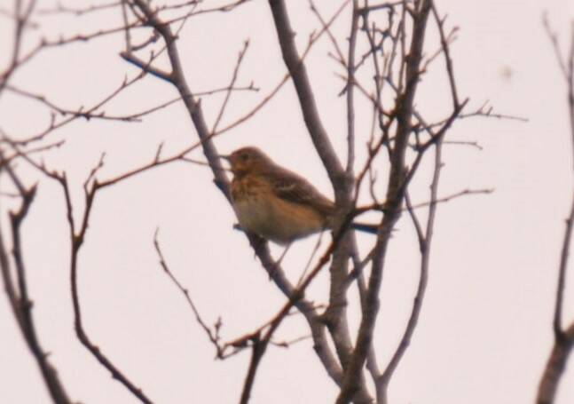 73. BOOMPIEPER (Anthus trivialis)