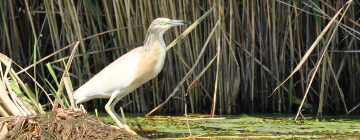 76. RALREIGER (Ardeola ralloides)