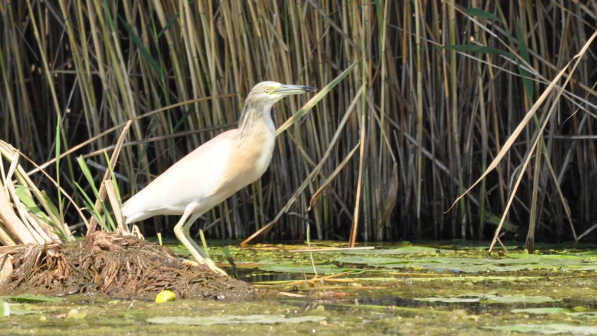 76. RALREIGER (Ardeola ralloides)
