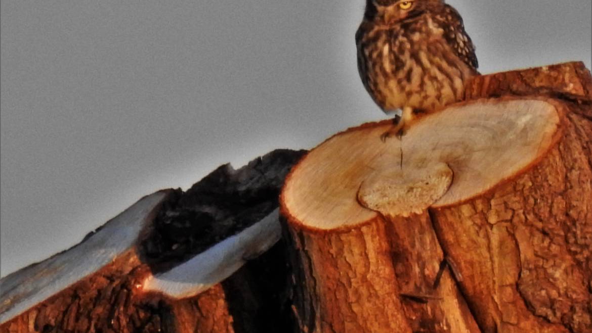 176. STEENUIL (Athene Noctua)
