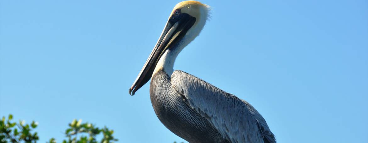 183. BRUINE PELIKAAN (Pelicanus occidentalis)