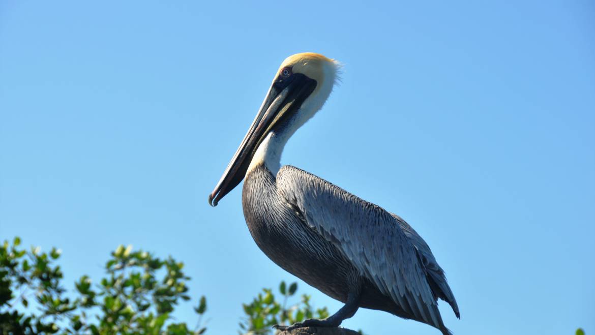 183. BRUINE PELIKAAN (Pelicanus occidentalis)