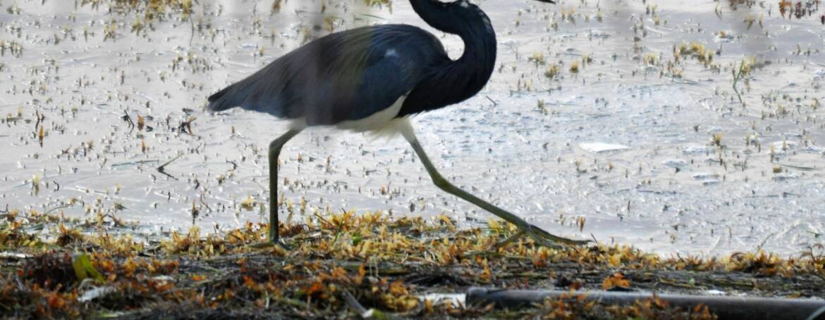 187. WITBUIKREIGER (Egratta tricolor)