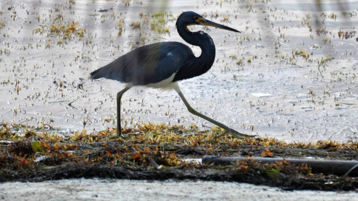 187. WITBUIKREIGER (Egratta tricolor)