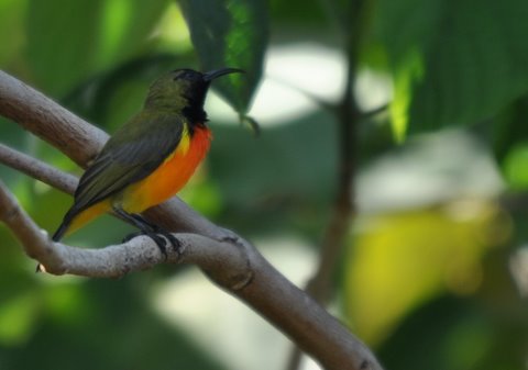 190. ZONNEHONINGZUIGER ( Cinnyris solaris)