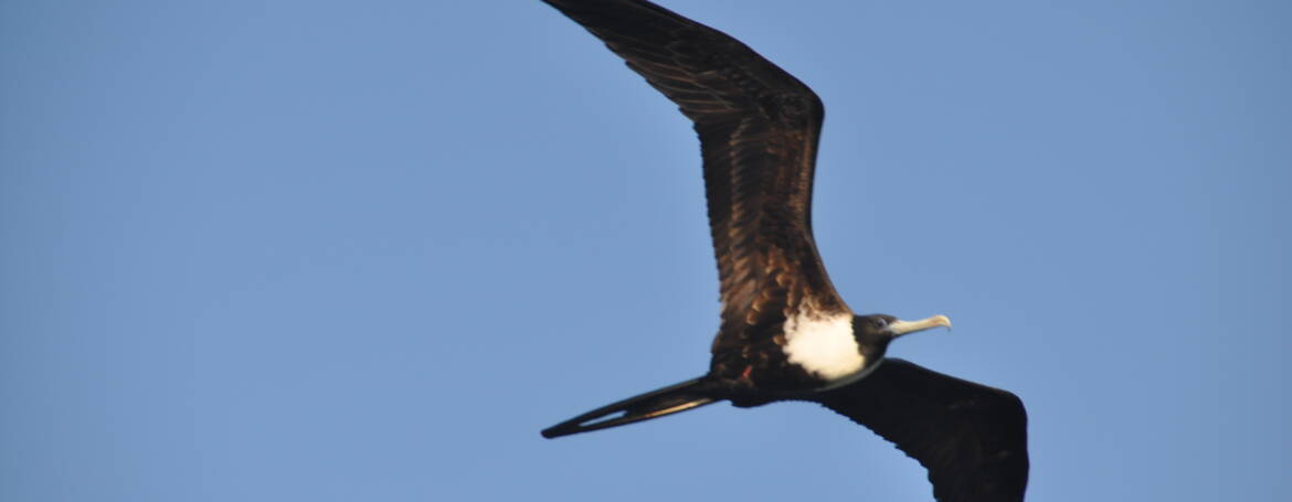 185. AMERIKAANSE FREGATVOGEL (Fregata Magnificens)