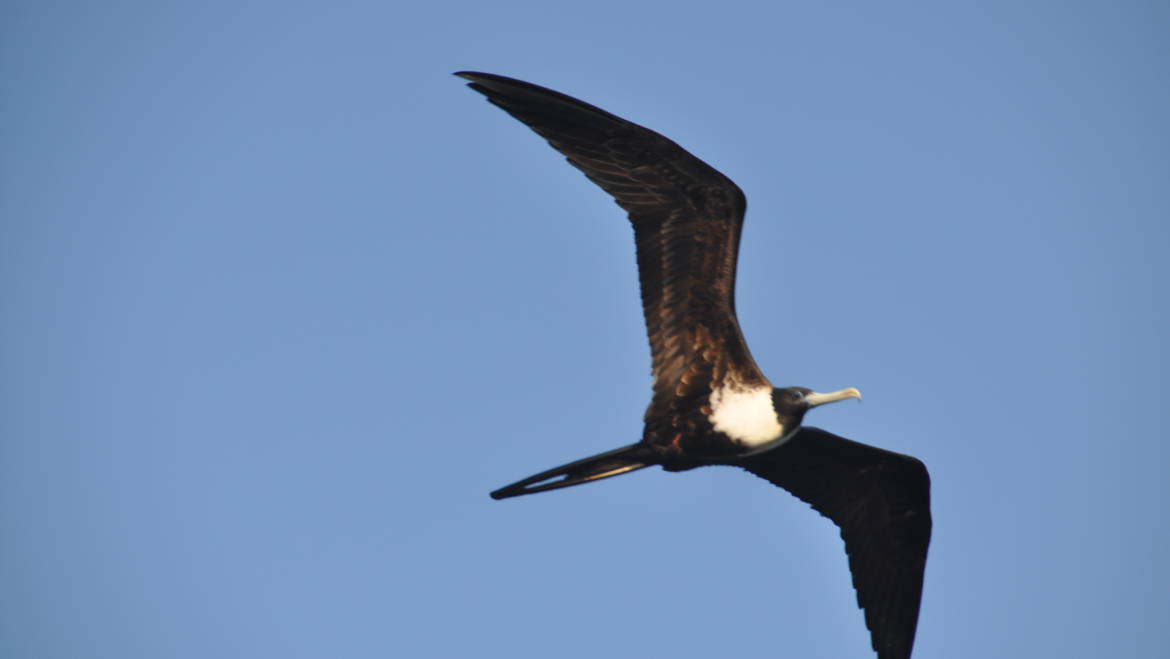 185. AMERIKAANSE FREGATVOGEL (Fregata Magnificens)
