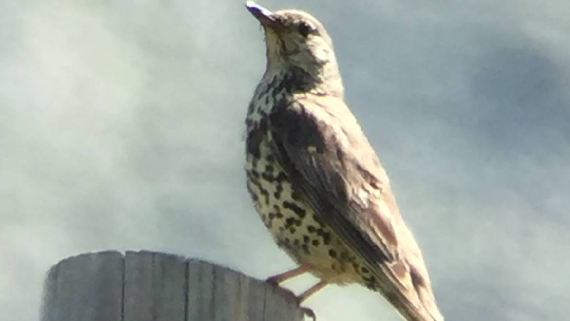 182. GROTE LIJSTER (Turdus viscivorus)