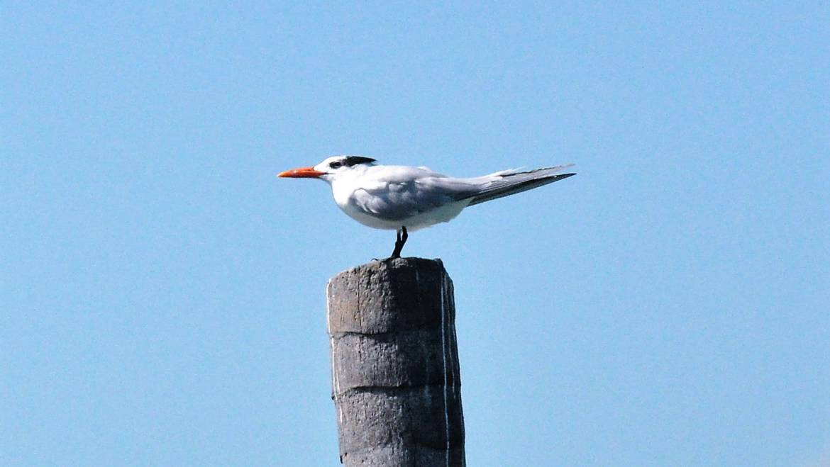 184. KONINGSSTERN (Sterna Maxima)