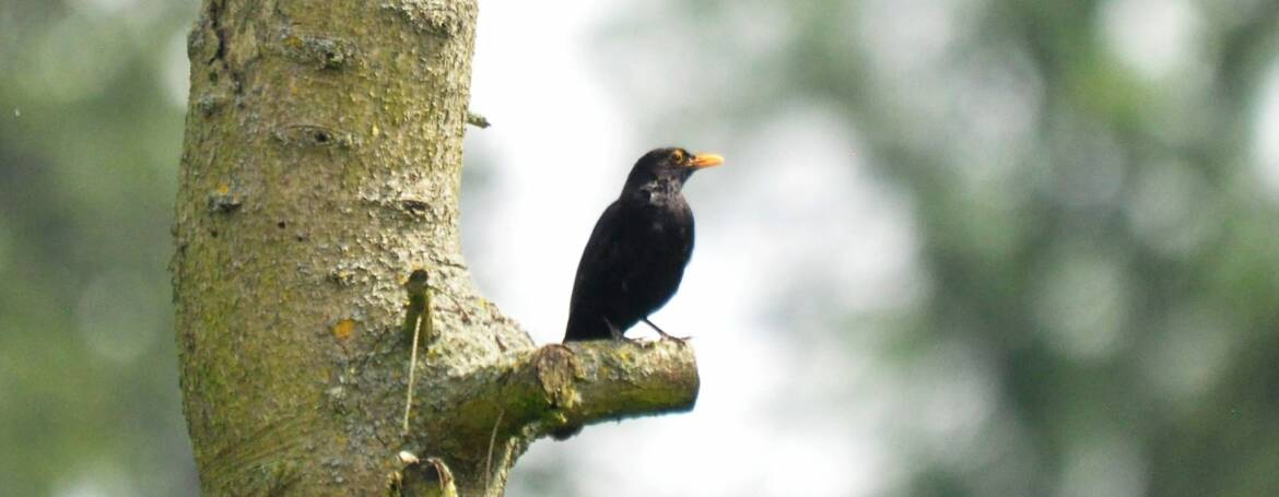 30. MEREL (turdus merula)