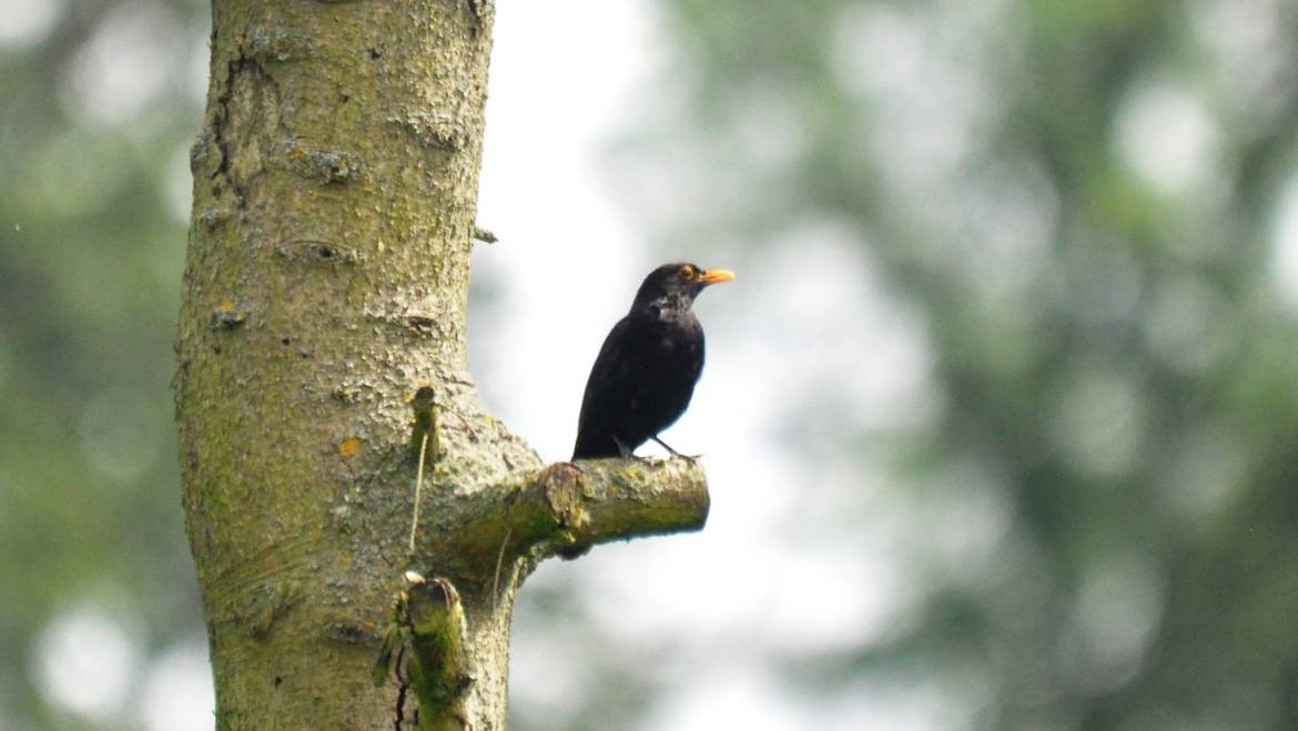 30. MEREL (turdus merula)