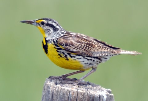 193. GEELKAAKWEIDESPREEUW (Sturnella neglecta)
