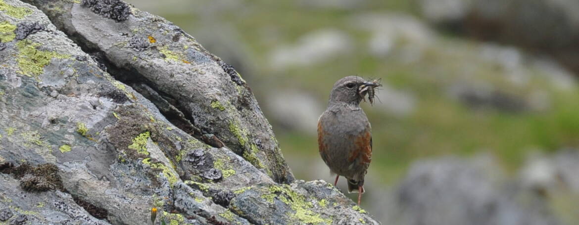 58. ALPENHEGGENMUS (Prunella Colaris)