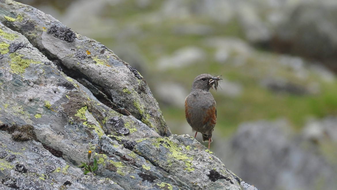 58. ALPENHEGGENMUS (Prunella Colaris)