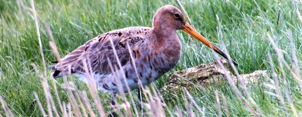 12. GRUTTO (Limosa Limosa)