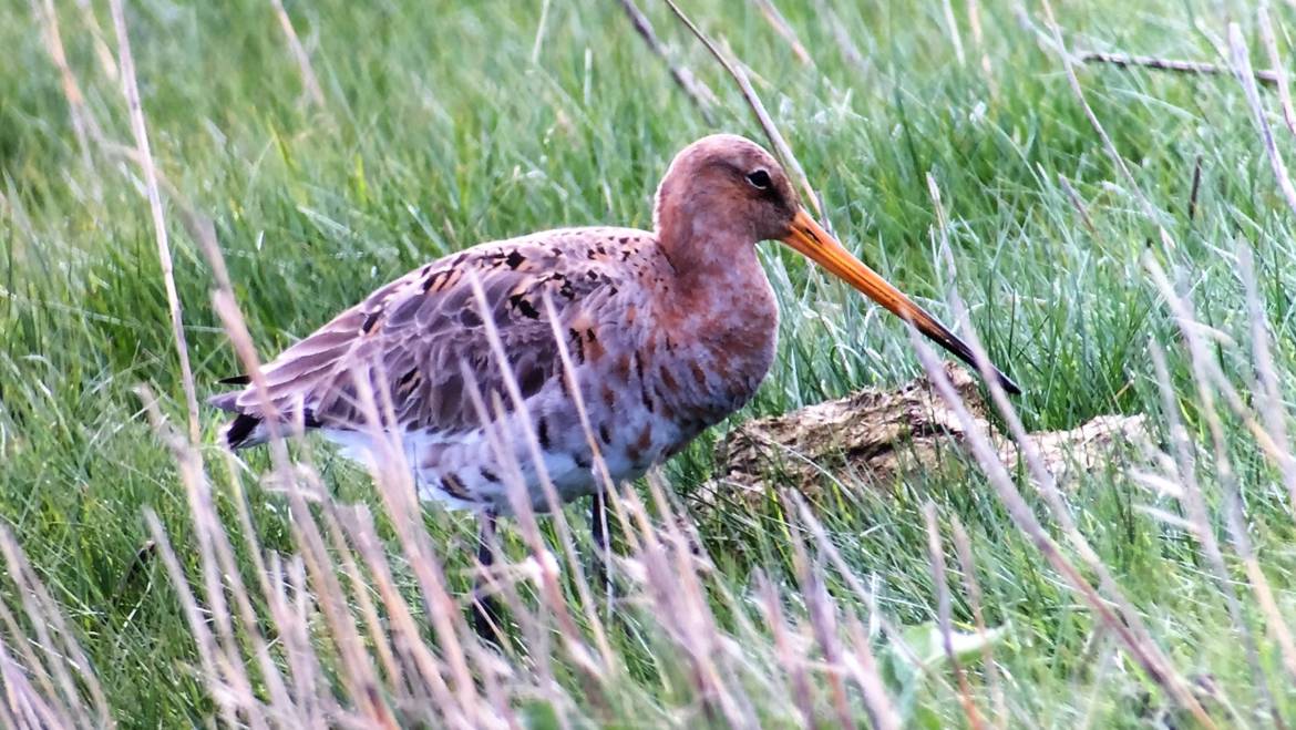 12. GRUTTO (Limosa Limosa)