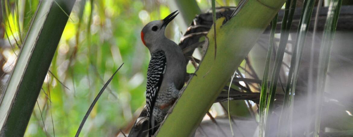 186. YUCATANSPECHT (Melanerpes pygmaeus)