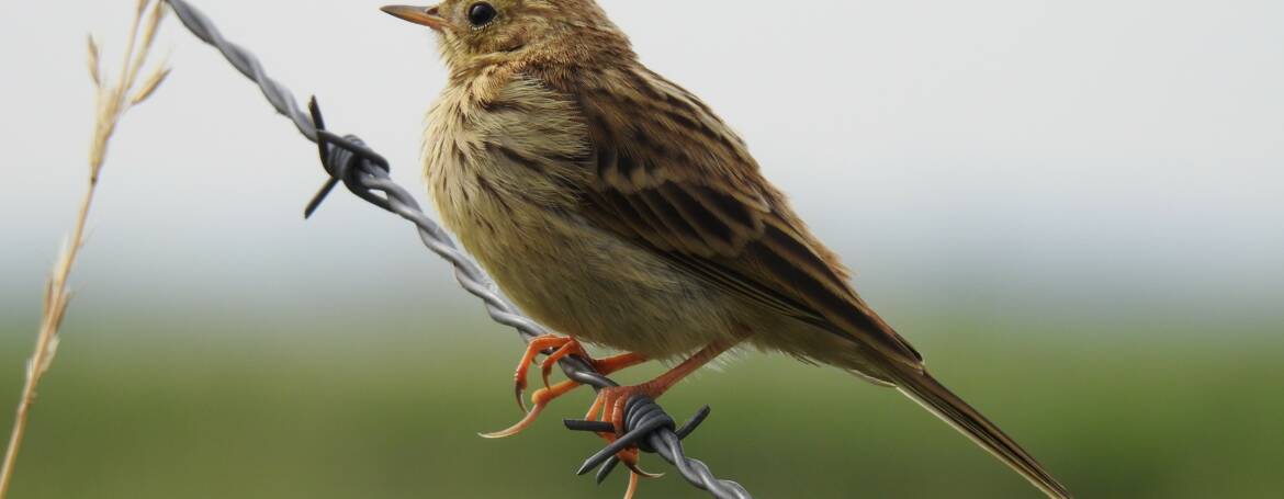 27. GRASPIEPER (Anthus pratenis)