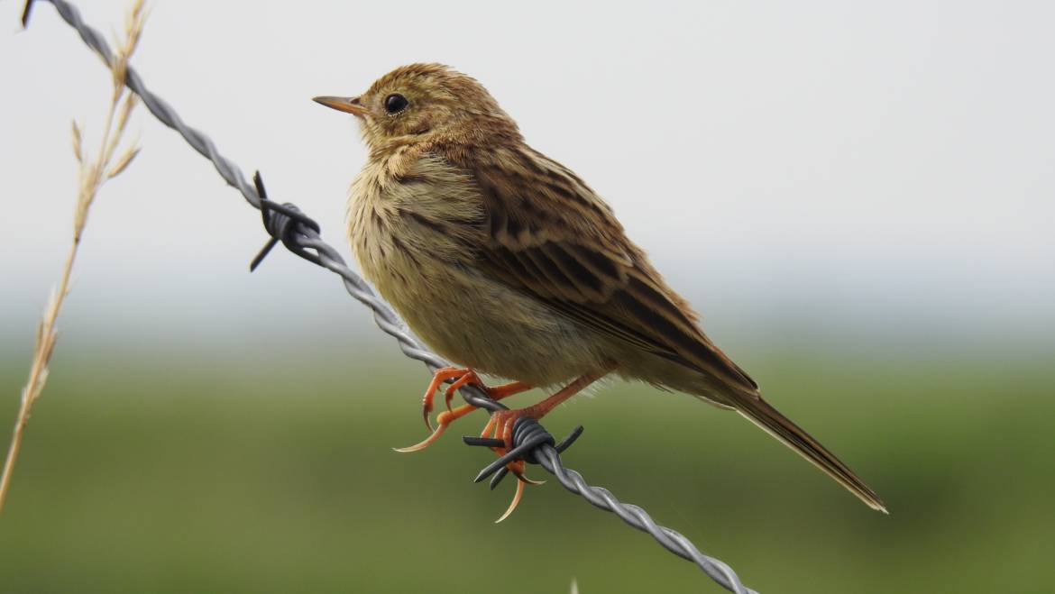 27. GRASPIEPER (Anthus pratenis)