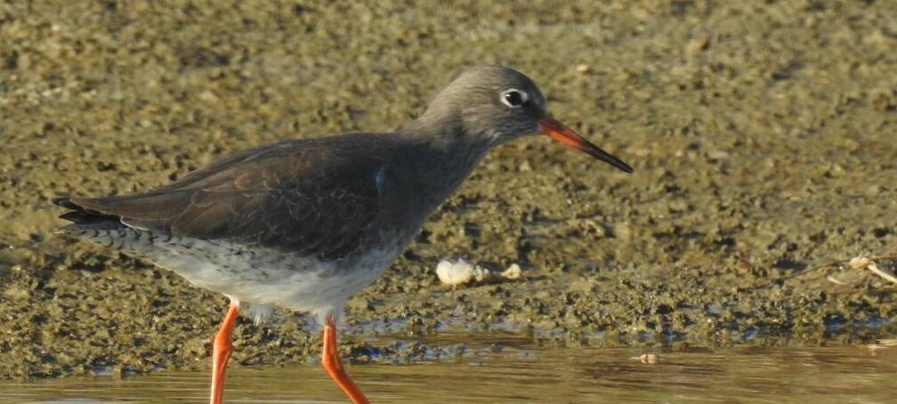 44. TURELUUR (Tringa totanus)
