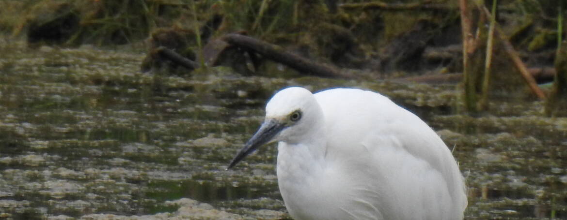 22. KLEINE ZILVERREIGER (Egretta garzetta)