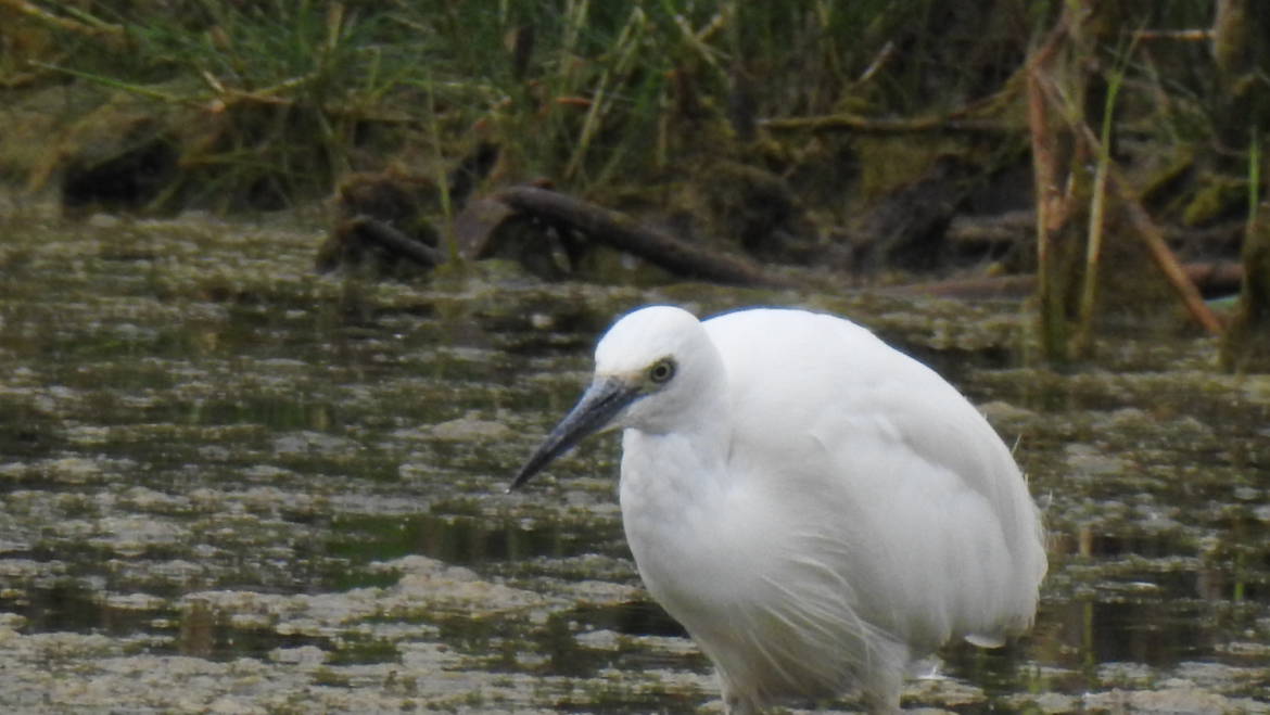 22. KLEINE ZILVERREIGER (Egretta garzetta)