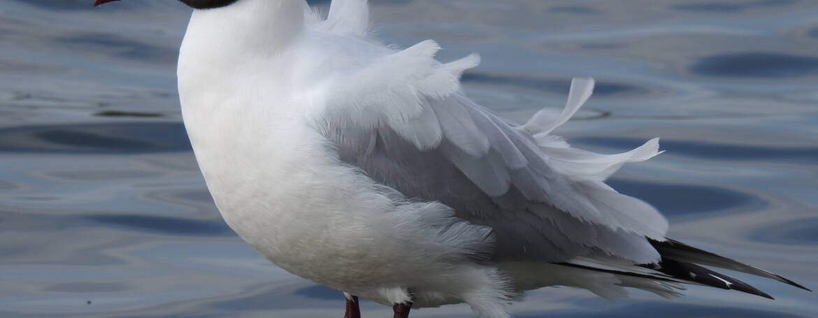 15. KOKMEEUW (Larus ridibundus)