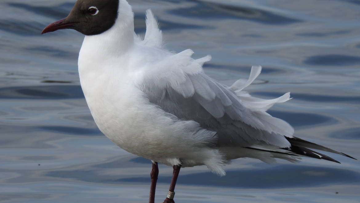 15. KOKMEEUW (Larus ridibundus)