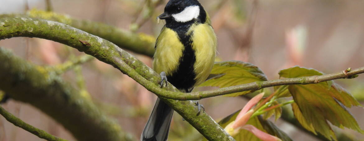 34. KOOLMEES (Parus major)
