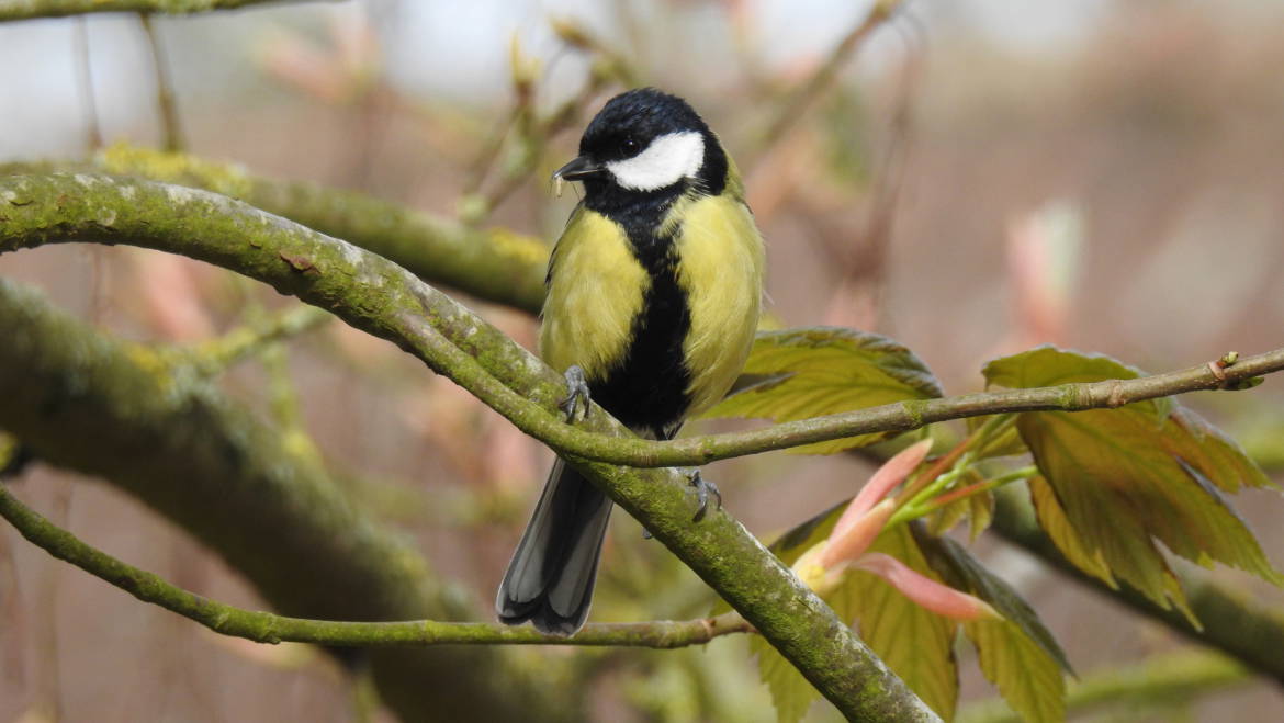 34. KOOLMEES (Parus major)