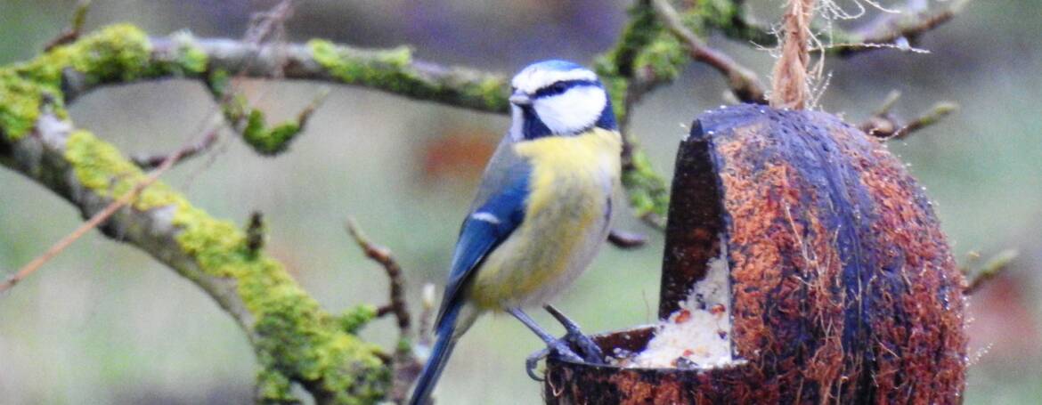 38. PIMPELMEES (Parus caeruleus)