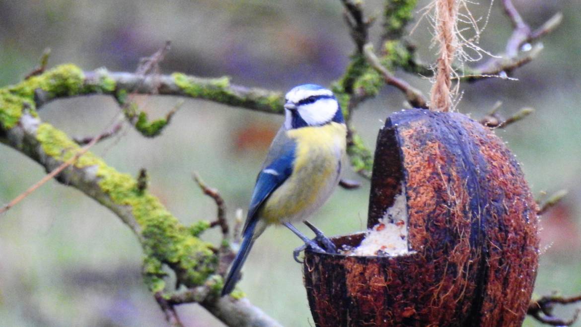 38. PIMPELMEES (Parus caeruleus)