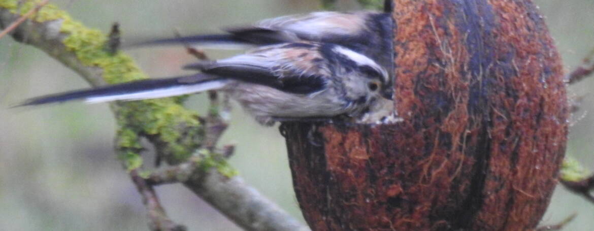 2. STAARTMEES (Aegithalos caudatus).