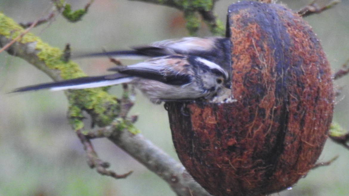 2. STAARTMEES (Aegithalos caudatus).