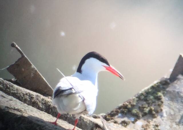 46. VISDIEF (Sterna Hirundo) 