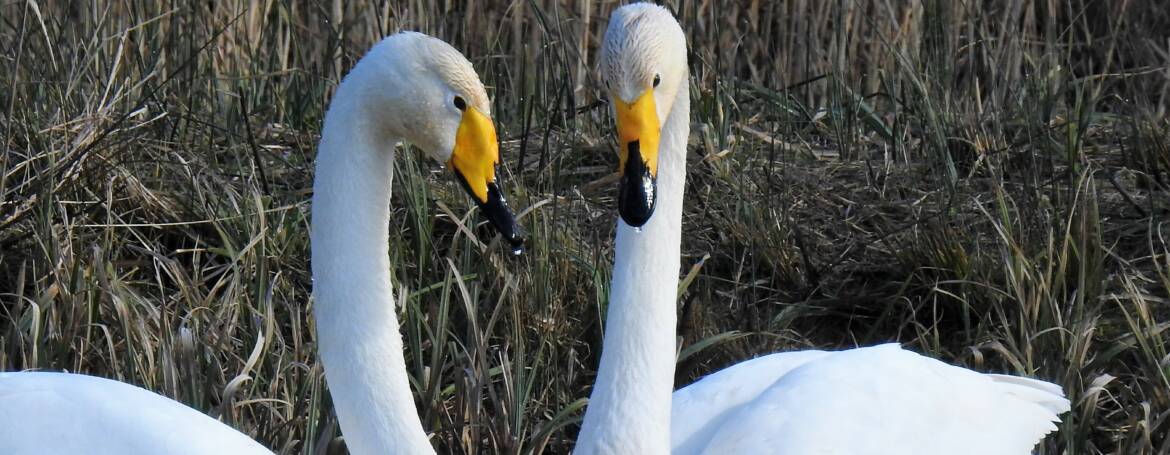 49. WILDE ZWAAN (Cygnus cygnus)