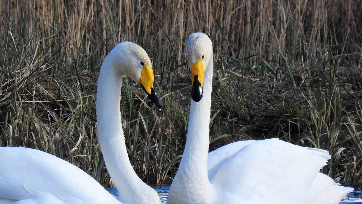 49. WILDE ZWAAN (Cygnus cygnus)