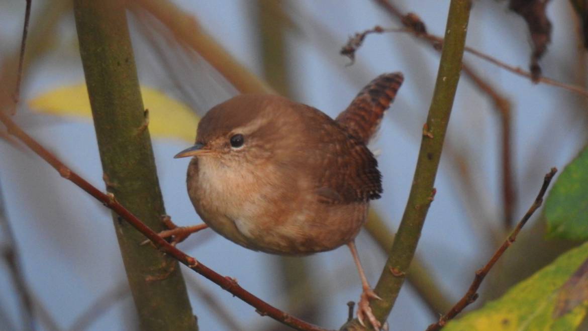 50 WINTERKONINKJE (troglodytes trolglodytes)