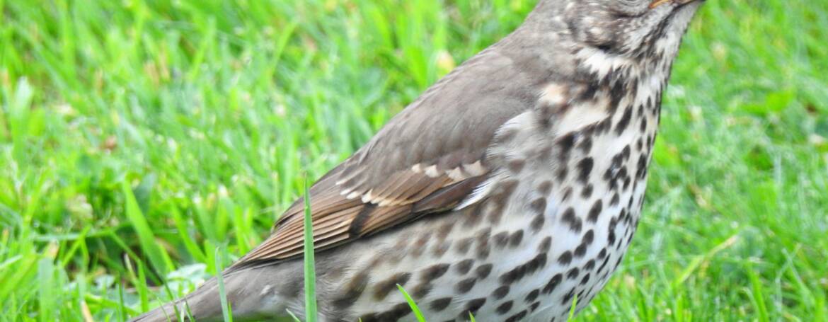 68. ZANGLIJSTER (Turdus philomelos)