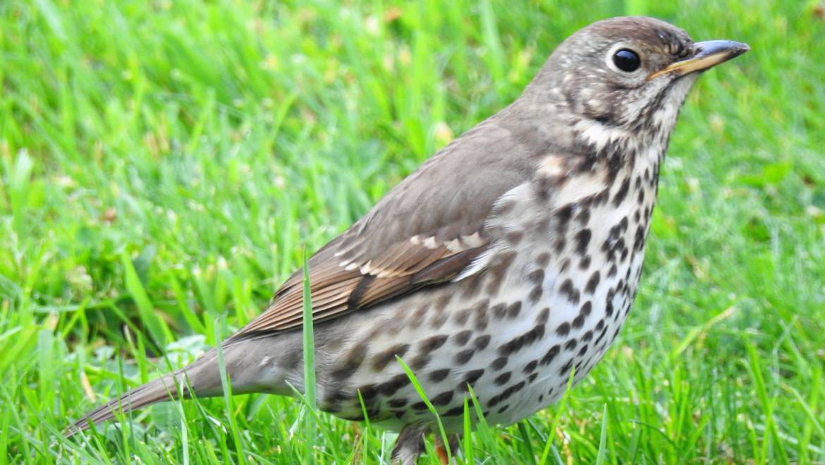 68. ZANGLIJSTER (Turdus philomelos)