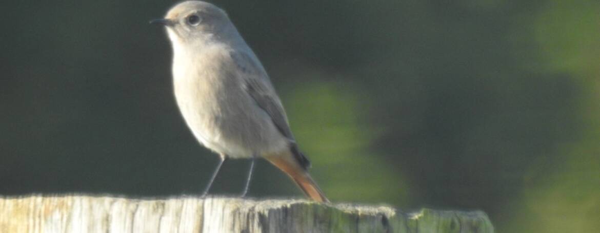 53. ZWARTE ROODSTAART (Phoenicurus ochruros)