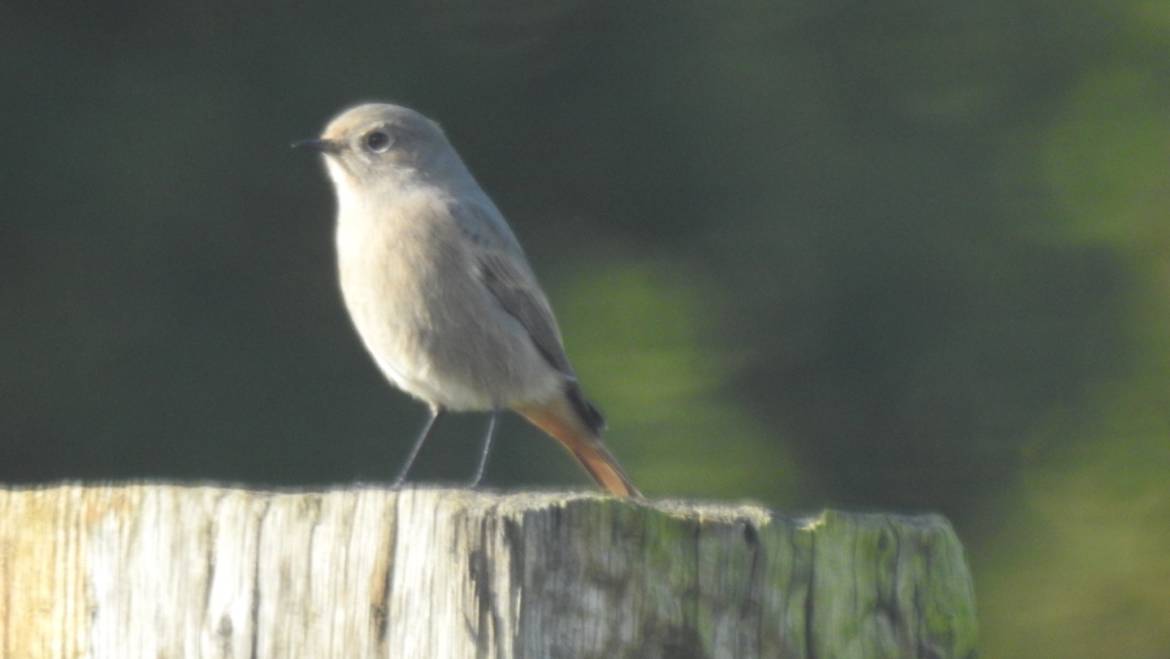53. ZWARTE ROODSTAART (Phoenicurus ochruros)